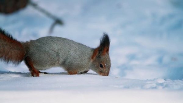 медленная белка