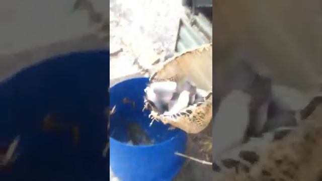Приход форели! смотреть онлайн