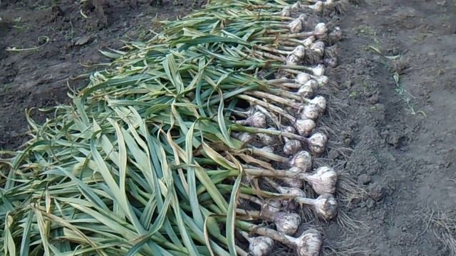 Чеснок, как предшественник клубники смотреть онлайн