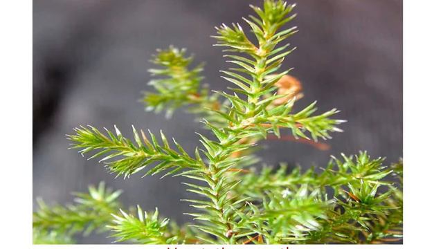 Morphology and anatomy of Selaginella spp, Part-1 смотреть онлайн