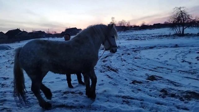 #ЛОШАДИ# Кобыла Зорька. Тяжеловоз. смотреть онлайн