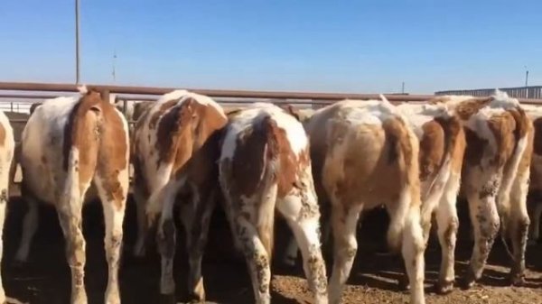 Быки самые большие. Быки Симменталы.Быки на откорме.КРС.МЭЦ.