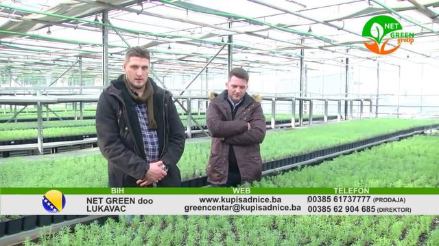 LAVANDA NET GREEN GROUP смотреть онлайн