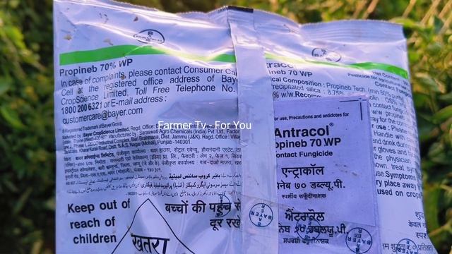 Antracol Fungicide in Tomato crop. смотреть онлайн