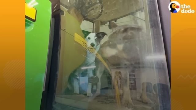 Dog Picks The Exact Right Home To Wander Up To | The Dodo смотреть онлайн