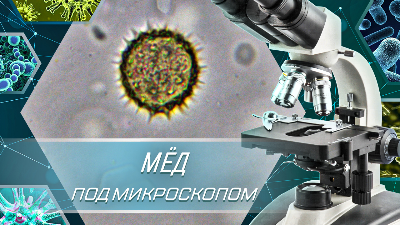 Мёд под Микроскопом. Увеличение 40х 400х смотреть онлайн