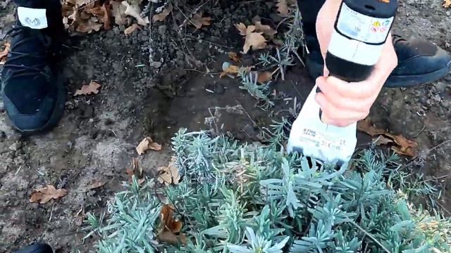 Стрижка лаванди смотреть онлайн