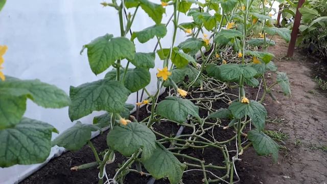 15 июля 2020 г. Огурцы ...Что делать ?...Если и холод,и не солнечно ,и перепады температуры. смотреть онлайн