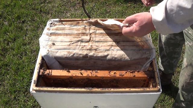 4 апреля пчела поменялась начинаю расширять гнёзда. смотреть онлайн