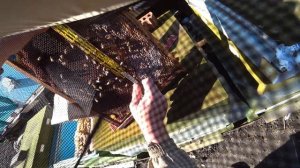 Изоляция маток / Первый опыт 2021-2022