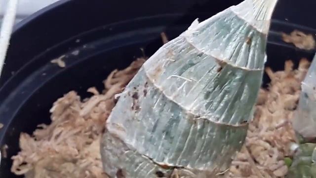 Катасетумы/Catasetum Orchidglade Fire Stone, Grace Dunn, FDK After Dark