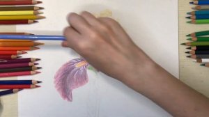 Ирис. Рисунок цветными карандашами. Как нарисовать цветок. Flower drawing. Speedpaint.