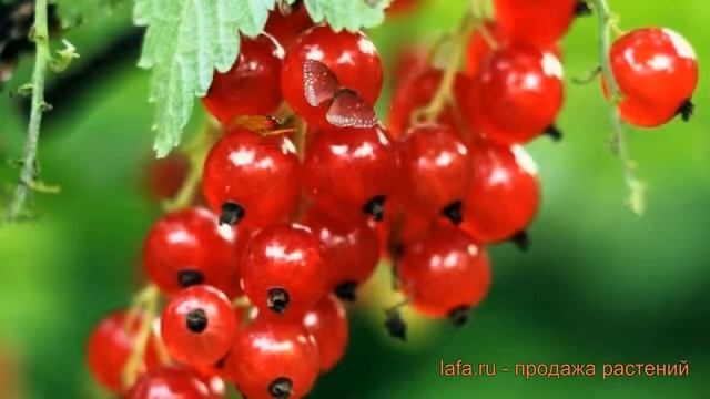 Смородина красная Ред Холландер (ribes rubrum) ? обзор: как сажать, саженцы смородины Ред Холландер смотреть онлайн