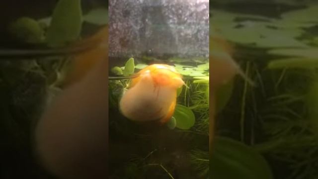 Чем кормить Ампулярий? смотреть онлайн