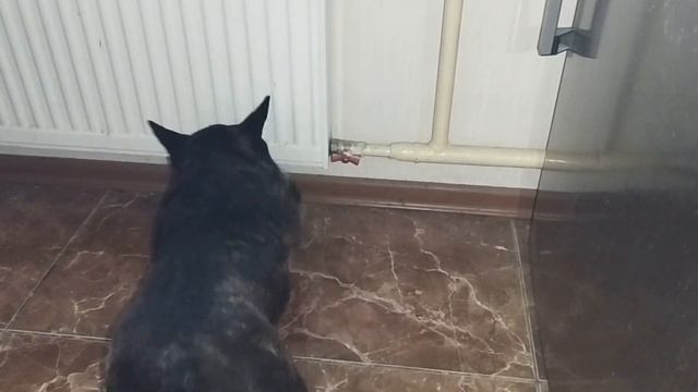 Французский бульдог Штурм К нам МАМА Приехала с Подарком смотреть онлайн