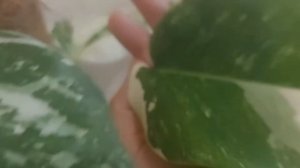 Отличия монстер Тайское созвездие и Альба