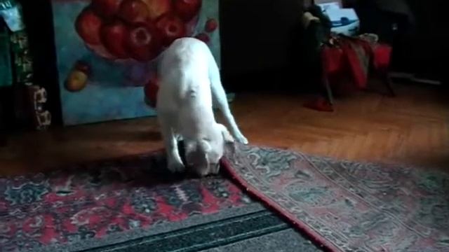 щенок лабрадора маленький Маркушка 3,5 месяца смотреть онлайн