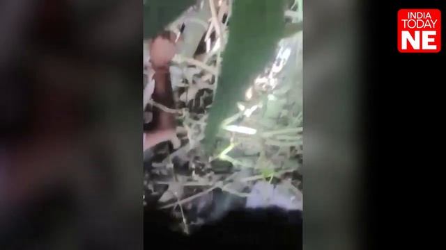 #Watch Locals in Bongaigaon allegedly killed a huge python, смотреть онлайн