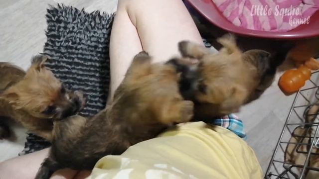 Как росли "П"-эшечки | Little Squire kennel | Керн терьер смотреть онлайн