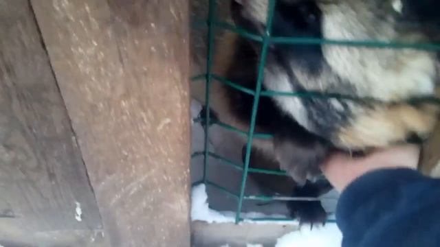Енот, мать его смотреть онлайн