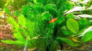 #Аквариумные_растения Элодея денса