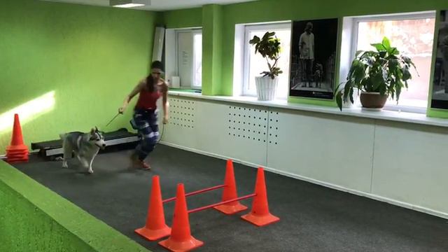 Занятие подготовка к выставка собак смотреть онлайн