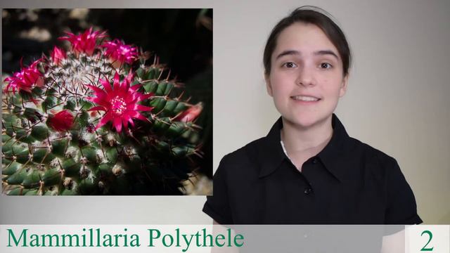 Cacti and Cacti Advanced Pathfinder Honor смотреть онлайн