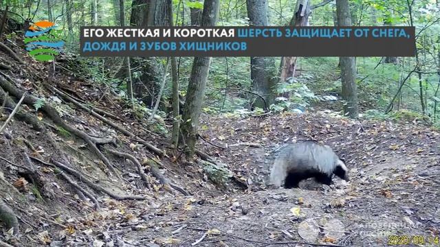 Упитанный барсук прогулялся по лесу в поисках вкусняшек смотреть онлайн