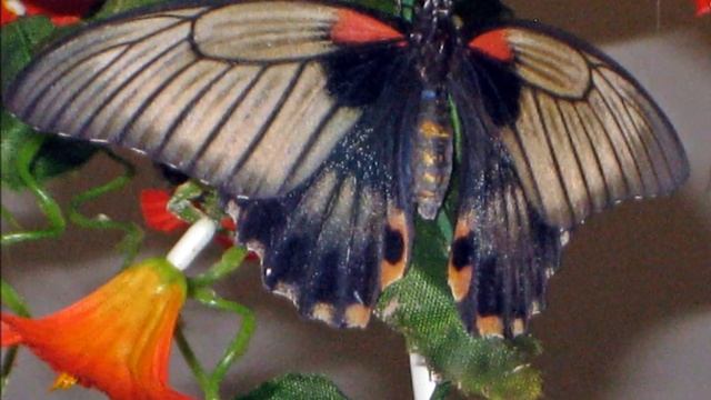 Музей живых бабочек смотреть онлайн