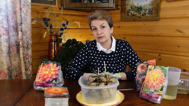 Как подготовить георгины к посадке смотреть онлайн