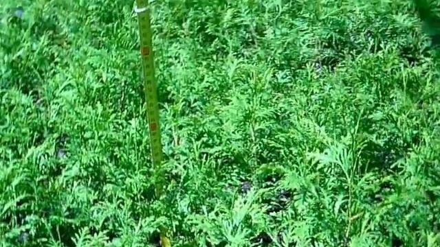 Туя западная колоновидная Колумна 3-х летка (осень 2018). Какую тую выбрать для живой изгороди? смотреть онлайн