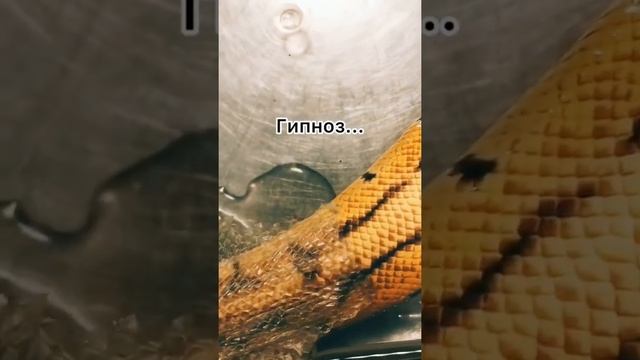 Настя снимает старую кожу змеи)) смотреть онлайн