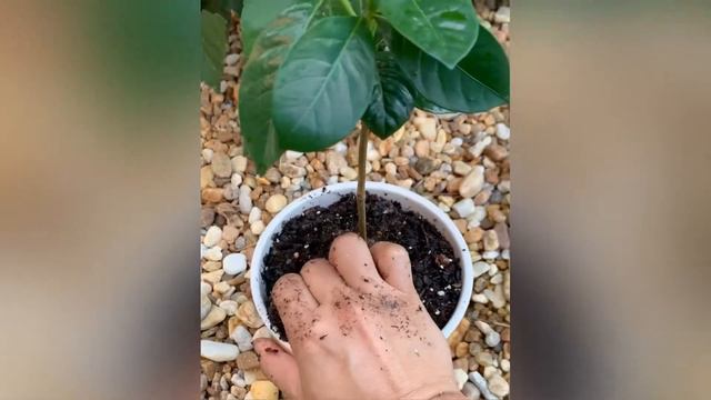 Propagating gardenia (showing over 4 months of progress) смотреть онлайн