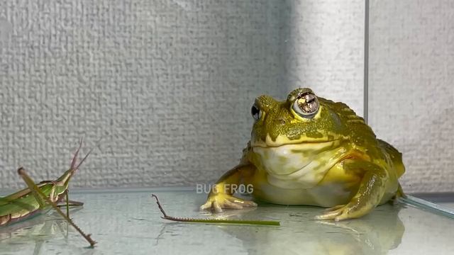 How To Eat A Hungry Frog / Pacman Frog , African Bullfrog【LIVE FEEDING】