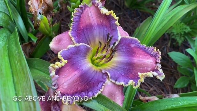 LAVENDER & PURPLE DAYLILIES | At Kathy's Daylilies 2020