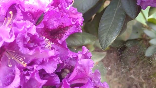 Аметистовые драгоценности - рододендроны Распутин и Питер Алан?. Цветение 2022 в Подмосковье!? смотреть онлайн