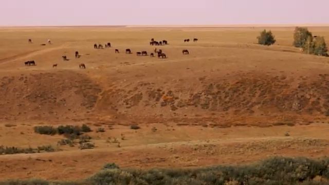 Сплав команды из Новосибирска по реке Ишим в Казахстане 2022 смотреть онлайн