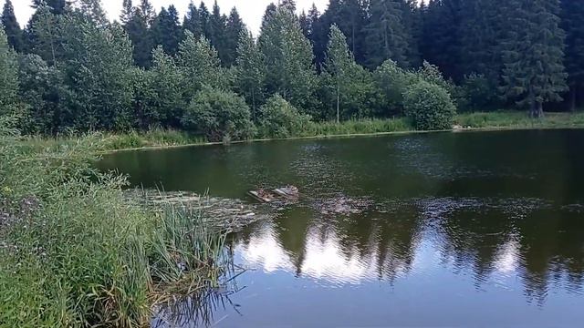 Утки на пруду в городе Верещагино. Июль 2022 смотреть онлайн