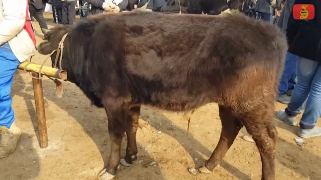 ЁШ КУЧАТЛАР НАМАНГАН ШАХАР МОЛ БОЗОРИ смотреть онлайн