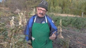 Правильная обрезка 3-х летнего куста черной смородины - залог высокого урожая!