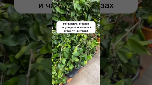 3 растения которые не стоит покупать новичкам #домашниерастения #цитрусовые #эхеверия #плющ