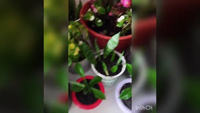 Гулларимдаги янги узгаришлар. Обзор моих цветов смотреть онлайн