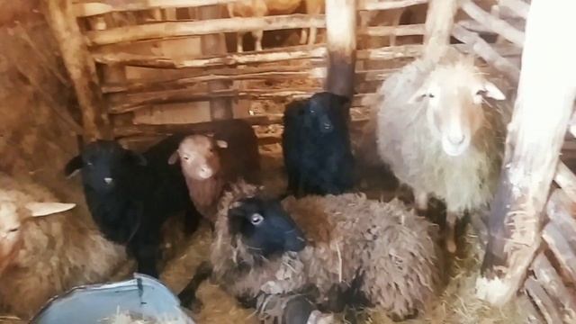 11.02. 2021. Ежемесячный обзор овец и моего барана Яшку. смотреть онлайн