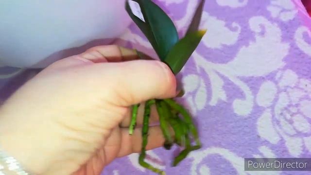 Орхидейное пополнение❤️ смотреть онлайн