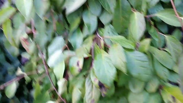 Лимонник китайский. смотреть онлайн