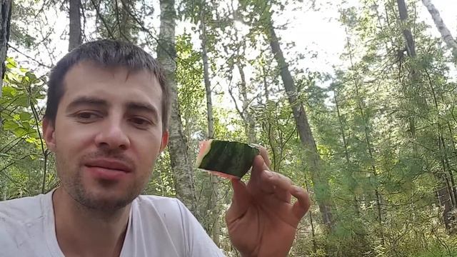 нашли шишку. кедровая лихорадка