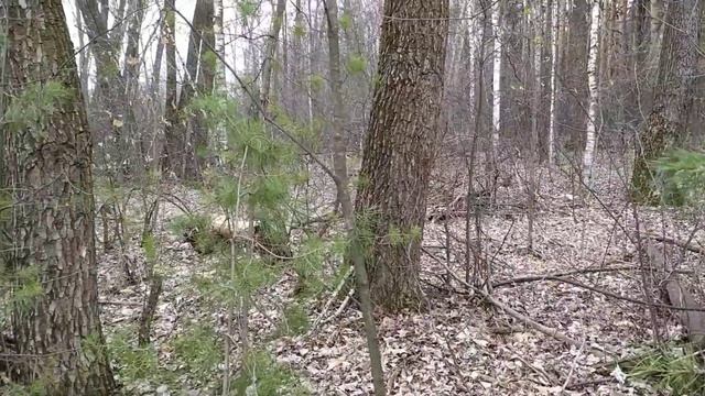 Удобный способ сбора и хранения берёзового сока смотреть онлайн