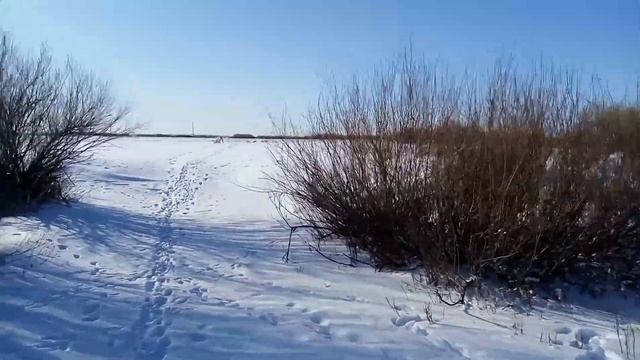 Байтас.Тазы-национальная казахская порода борзая. смотреть онлайн
