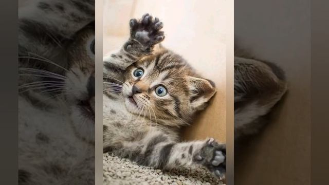 Смешные и радосные фотки котиков смотреть онлайн