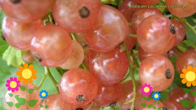 Смородина красная Прыгужаня. Краткий обзор, описание характеристик ribes rubrum Pryguzhania смотреть онлайн